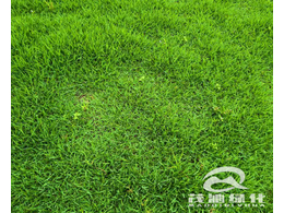 马尼拉草坪如何种植？用什么种植方法效果才更好？